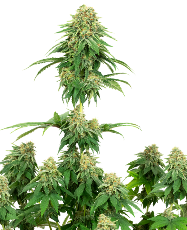 GIRL SCOUT COOKIES WHITE LABEL (SENSI SEEDS) SEMI CANNABIS FEMMINIZZATI