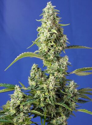 GORILLA GIRL XL SWEET SEEDS SEMI CANNABIS AUTOFIORENTI