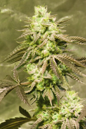 GORILLA SKIT SEEDSALAD SEMI CANNABIS FEMMINIZZATI