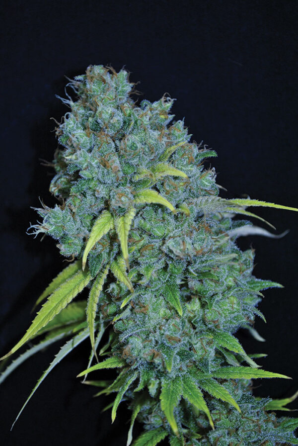 SUPER SKUNK SEEDSALAD SEMI CANNABIS FEMMINIZZATI