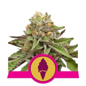 GREEN GELATO ROYAL QUEEN SEMI CANNABIS FEMMINIZZATI