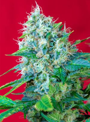 GREEN POISON SWEET SEEDS SEMI CANNABIS FEMMINIZZATI