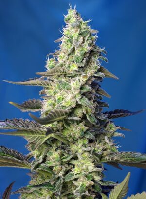 GREEN POISON XL SWEET SEEDS SEMI CANNABIS AUTOFIORENTI