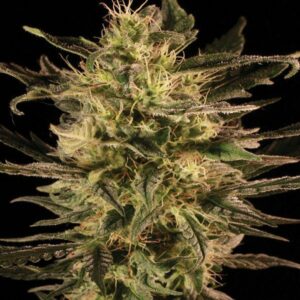 GREEN PARADISE SEEDSALAD SEMI CANNABIS AUTOFIORENTI