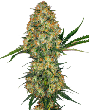 HINDU KUSH SENSI SEEDS SEMI CANNABIS FEMMINIZZATI