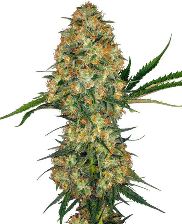 HINDU KUSH SENSI SEEDS SEMI CANNABIS FEMMINIZZATI