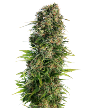 HINDU KUSH SENSI SEEDS SEMI CANNABIS AUTOFIORENTI