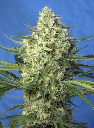 JACK 47 XL SWEET SEEDS SEMI CANNABIS AUTOFIORENTI