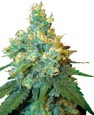 JACK HERER SENSI SEEDS SEMI CANNABIS FEMMINIZZATI