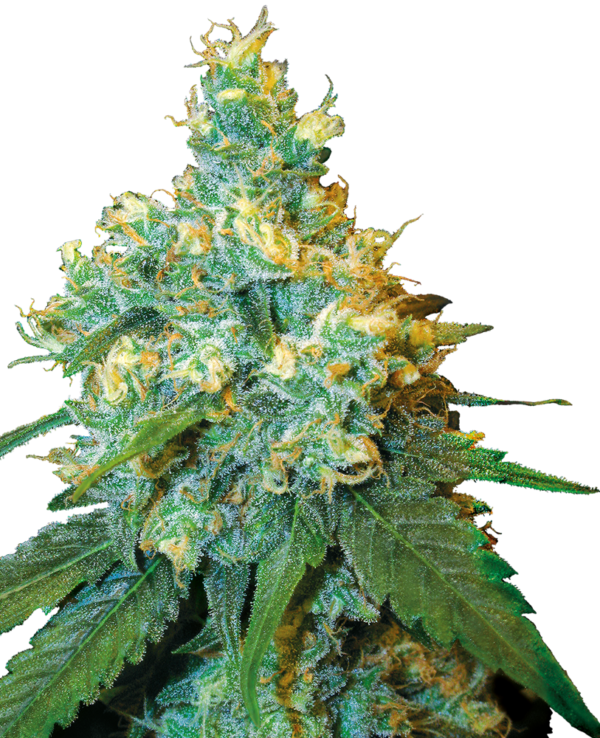 JACK HERER SENSI SEEDS SEMI CANNABIS FEMMINIZZATI