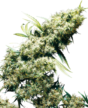 JAMAICAN PEARL SENSI SEEDS SEMI CANNABIS FEMMINIZZATI