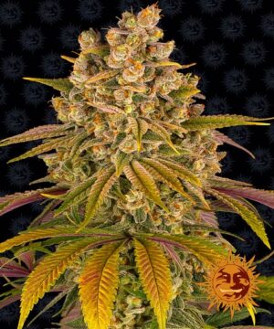 LEMON TREE BARNEYS FARM SEMI CANNABIS FEMMINIZZATI