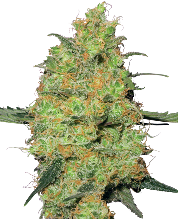 MASTER KUSH WHITE LABEL (SENSI SEEDS) SEMI CANNABIS FEMMINIZZATI