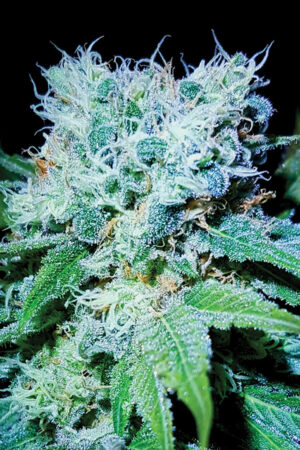 MAZAR SKUNK EXTREME SEEDSALAD SEMI CANNABIS FEMMINIZZATI