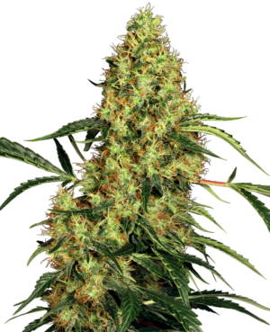 MEXICAN SATIVA SENSI SEEDS SEMI CANNABIS FEMMINIZZATI