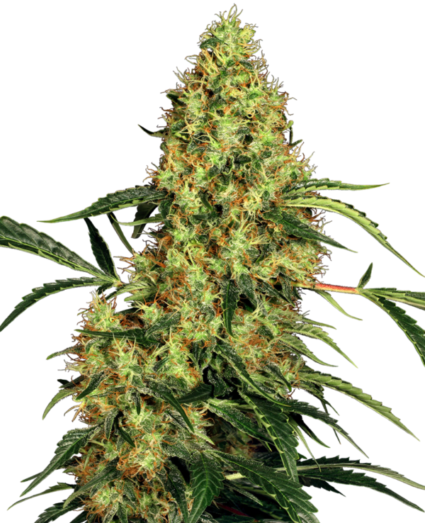 MEXICAN SATIVA SENSI SEEDS SEMI CANNABIS FEMMINIZZATI