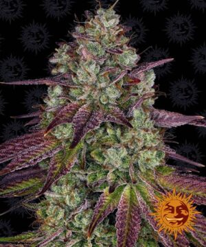 MIMOSA EVO BARNEYS FARM SEMI CANNABIS FEMMINIZZATI
