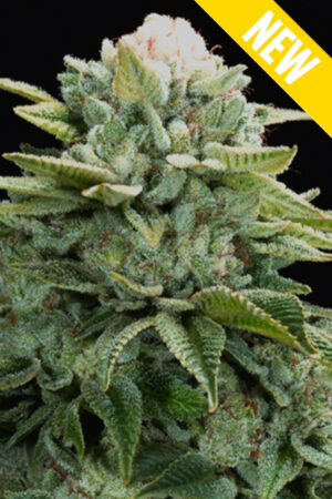 MOBY DICK XXL SEEDSALAD SEMI CANNABIS FEMMINIZZATI