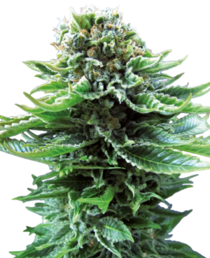 NORTHERN LIGHTS SENSI SEEDS SEMI CANNABIS AUTOFIORENTI