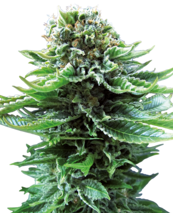 NORTHERN LIGHTS SENSI SEEDS SEMI CANNABIS AUTOFIORENTI