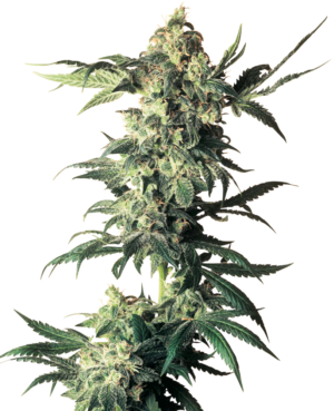 NORTHERN LIGHTS SENSI SEEDS SEMI CANNABIS FEMMINIZZATI