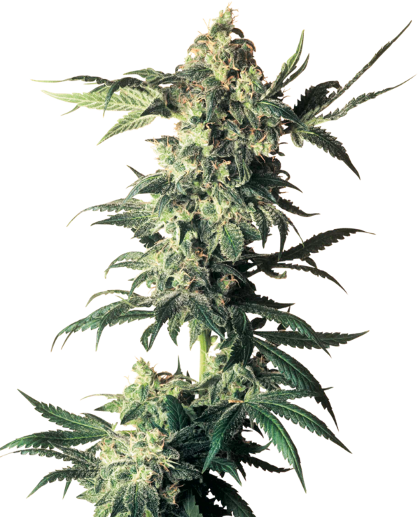 NORTHERN LIGHTS SENSI SEEDS SEMI CANNABIS FEMMINIZZATI