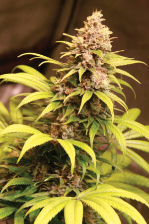 OBAMA GELATO SEEDSALAD SEMI CANNABIS FEMMINIZZATI