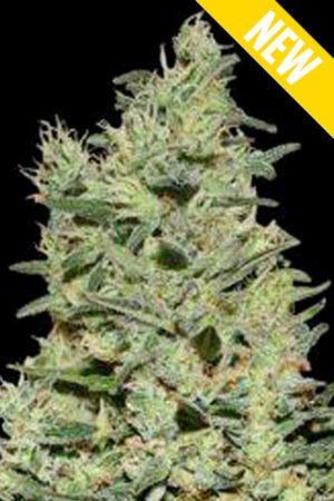 OG KUSH XXL SEEDSALAD SEMI CANNABIS FEMMINIZZATI