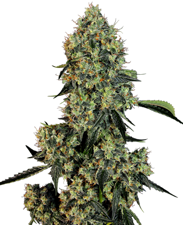 OG KUSH WHITE LABEL (SENSI SEEDS) SEMI CANNABIS FEMMINIZZATI