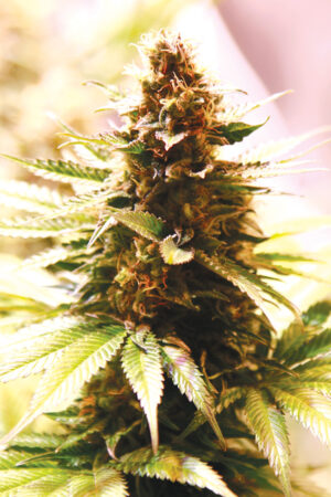 PAPAYA COOKIES SEEDSALAD SEMI CANNABIS FEMMINIZZATI