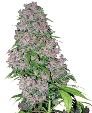 PURPLE BUD WHITE LABEL (SENSI SEEDS) SEMI CANNABIS FEMMINIZZATI