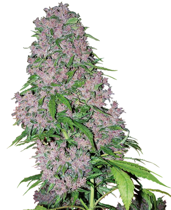 PURPLE BUD WHITE LABEL (SENSI SEEDS) SEMI CANNABIS FEMMINIZZATI