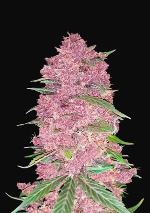 PURPLE LEMONADE 420 FAST BUDS SEMI CANNABIS AUTOFIORENTI