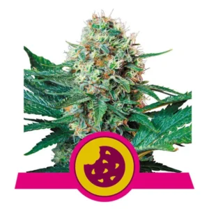 ROYAL COOKIES ROYAL QUEEN SEMI CANNABIS FEMMINIZZATI