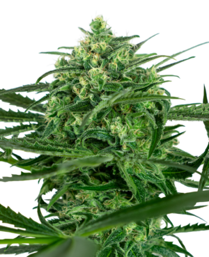 SENSI AMNESIA SENSI SEEDS SEMI CANNABIS FEMMINIZZATI