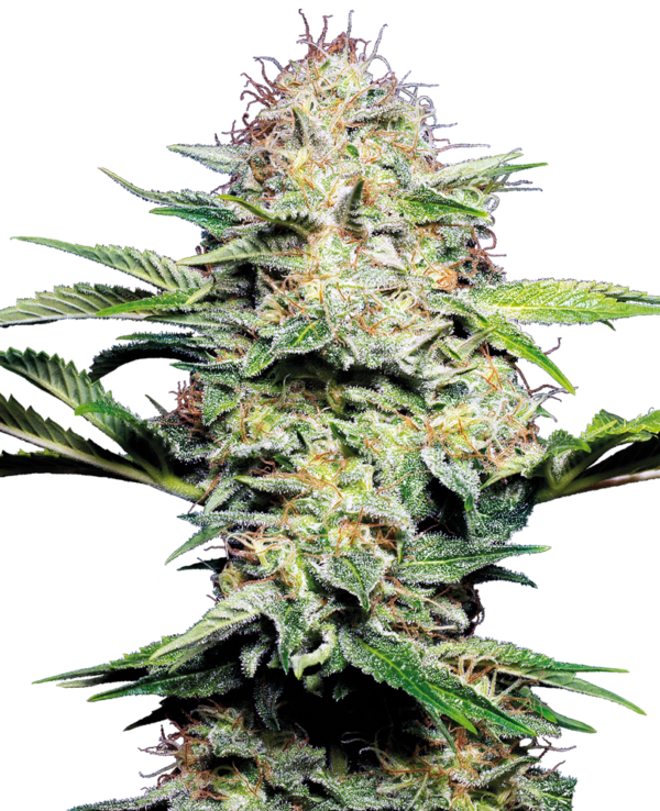 SENSI SKUNK SENSI SEEDS SEMI CANNABIS AUTOFIORENTI