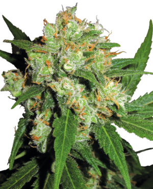 SENSI SKUNK SENSI SEEDS SEMI CANNABIS FEMMINIZZATI