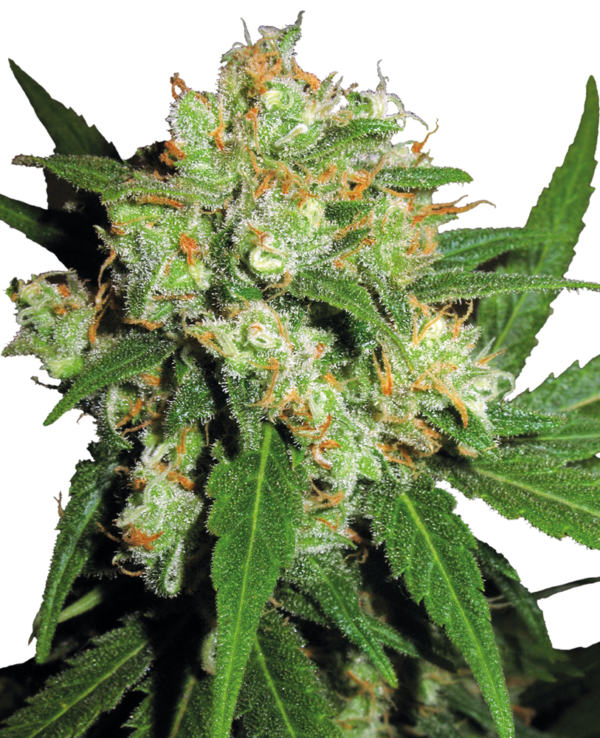 SENSI SKUNK SENSI SEEDS SEMI CANNABIS FEMMINIZZATI