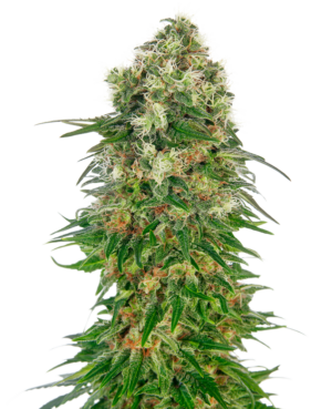 SHIVA SKUNK SENSI SEEDS SEMI CANNABIS AUTOFIORENTI
