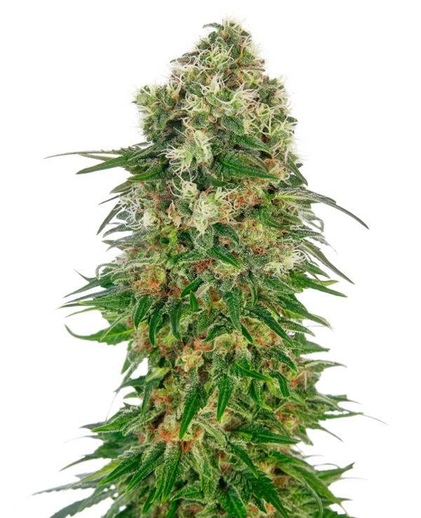 SHIVA SKUNK SENSI SEEDS SEMI CANNABIS AUTOFIORENTI