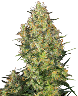 SHIVA SKUNK SENSI SEEDS SEMI CANNABIS FEMMINIZZATI