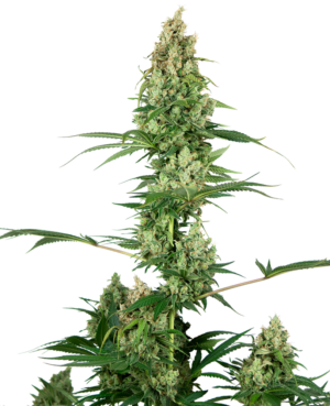 SILVER FIRE SENSI SEEDS SEMI CANNABIS FEMMINIZZATI