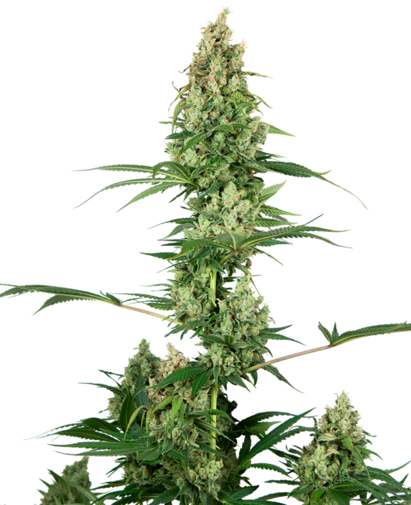 SILVER FIRE SENSI SEEDS SEMI CANNABIS FEMMINIZZATI