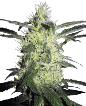 SILVER HAZE SENSI SEEDS SEMI CANNABIS FEMMINIZZATI