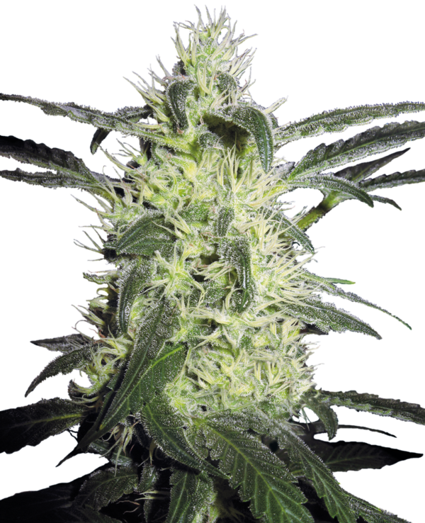 SILVER HAZE SENSI SEEDS SEMI CANNABIS FEMMINIZZATI