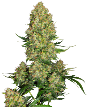 SKUNK#1 SENSI SEEDS SEMI CANNABIS AUTOFIORENTI