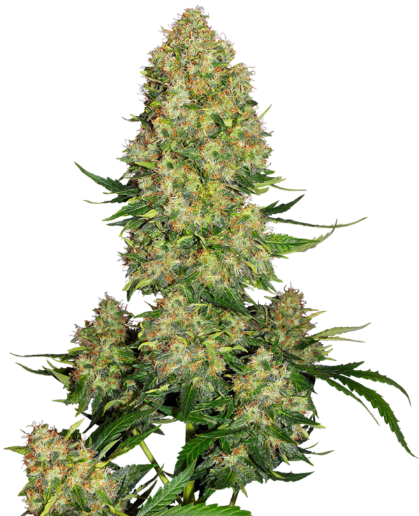 SKUNK#1 SENSI SEEDS SEMI CANNABIS AUTOFIORENTI