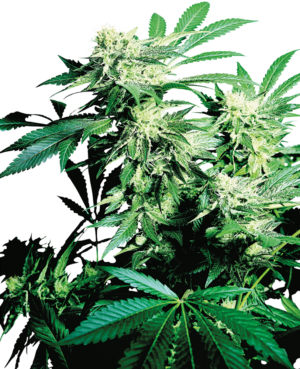 SKUNK KUSH SENSI SEEDS SEMI CANNABIS FEMMINIZZATI