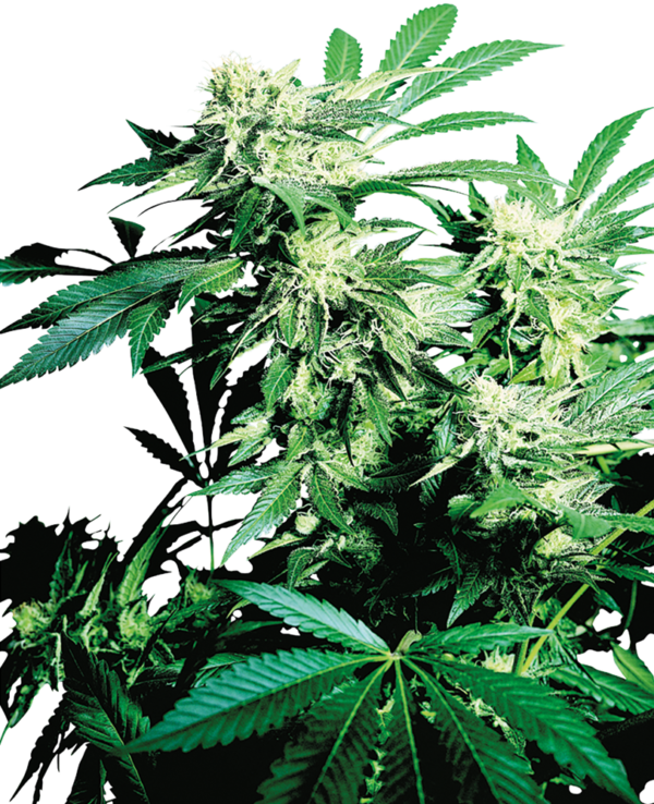 SKUNK KUSH SENSI SEEDS SEMI CANNABIS FEMMINIZZATI