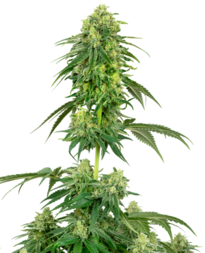 STRAWBERRY KUSH WHITE LABEL (SENSI SEEDS) SEMI CANNABIS FEMMINIZZATI